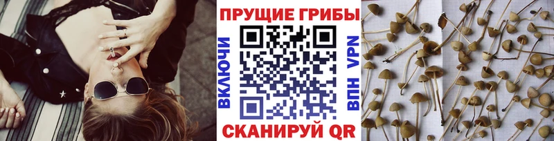 где купить наркотик  Карасук  Галлюциногенные грибы MAGIC MUSHROOMS 